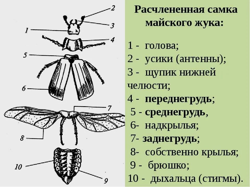 Крылья мухи схема. Строение насекомых внешнее строение майского жука. Майский Жук внешнее строение схема. Класс насекомые внешнее строение майского жука. Строение жука схема Майский Жук.