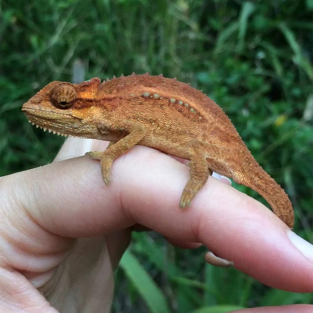 Горный хамелеон. Bradypodion pumilum. Bradypodion thamnobates. Пестрый горный хамелеон.