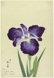 Lion's Dance Shishi Ordori Japanese Iris painting.