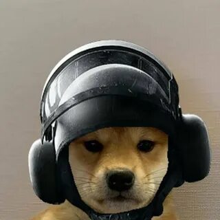 R dog