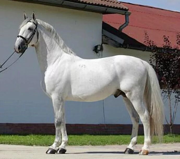 Липицианская лошадь. Липицианская порода. Липицианская порода лошадей. Липпицианская лошадь серая. Липиццанер порода.