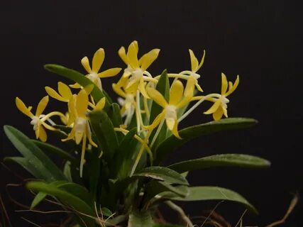 Neofinetia falcata kibana