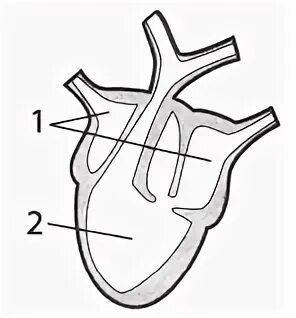 Сердце биология тест. Отделы сердца земноводного. Сердце земноводных. Строение сердца земноводных. Сердце пресмыкающихся.