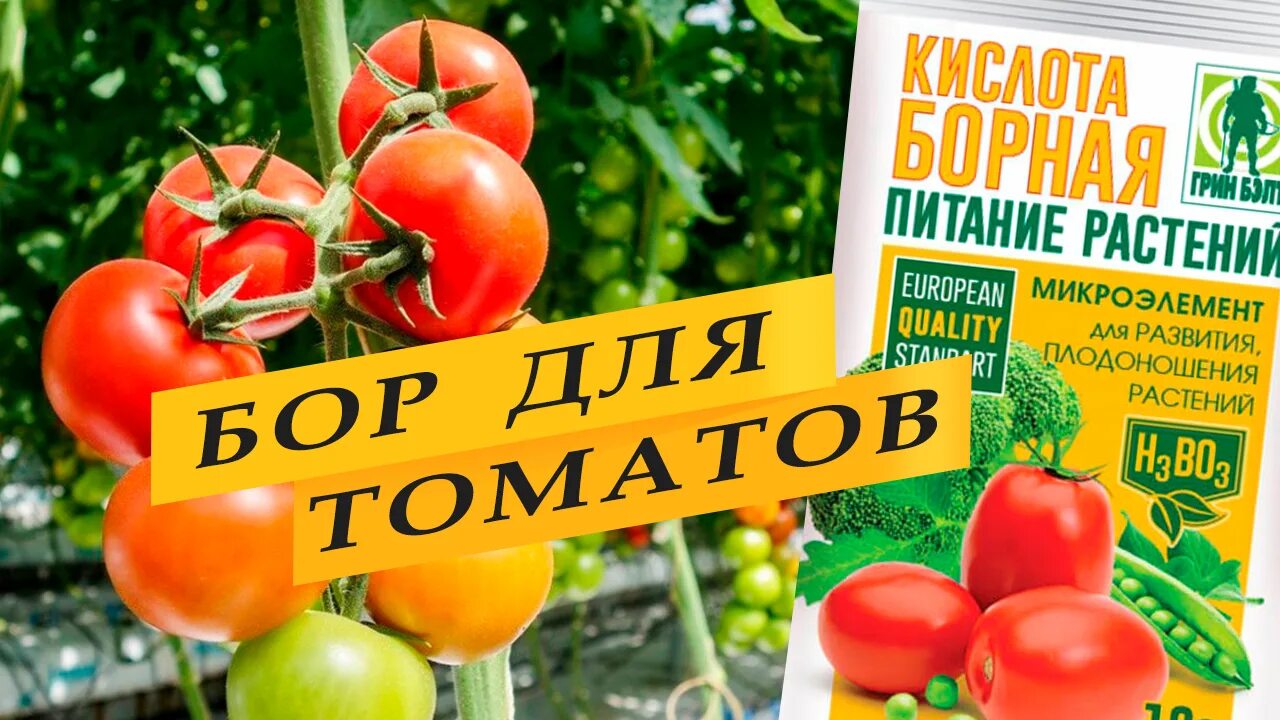 Подкормка для завязей томатов борной кислотой. Как правильно опрыскать томаты борной кислотой для завязи. нужно ли опрыскивать рассаду помидор борной кислотой. как побрызгать борной кислотой помидоры для завязи какая пропорция.