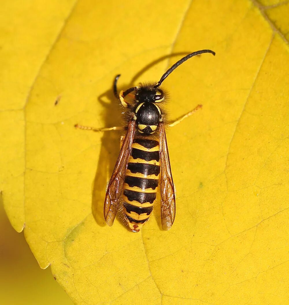 Обычные осы. Осы vespula vulgaris. vespula consobrina. оса обыкновенная. оса настоящая.
