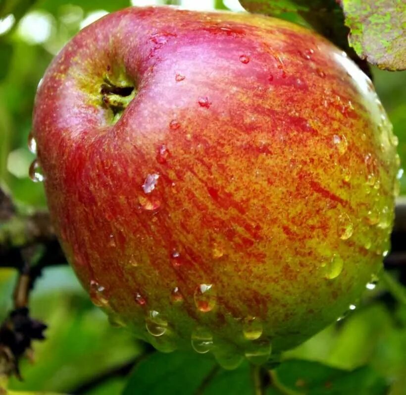 Яблоня весялина. Сорт яблок первенец ртищева. Яблоня дарья. Сорт яблони лигол. Сорт яблоки крипс пинк.