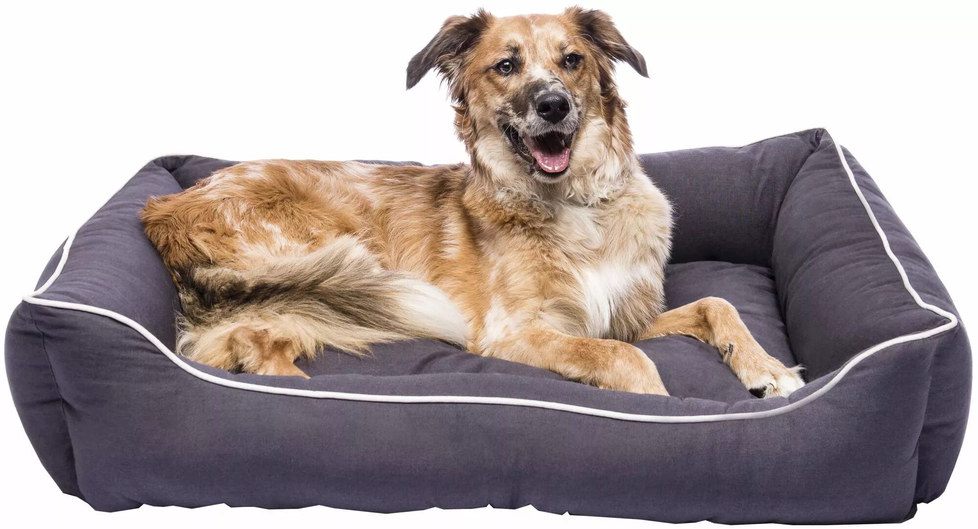 Лежанка pets. Лежанка Эллис LMK-9291. Лежанка Dog gone Smart. Лежак для собак Dog gone Smart Lounger Bed l 81х71х16.5 см. Лежанка "Blanchefleur.