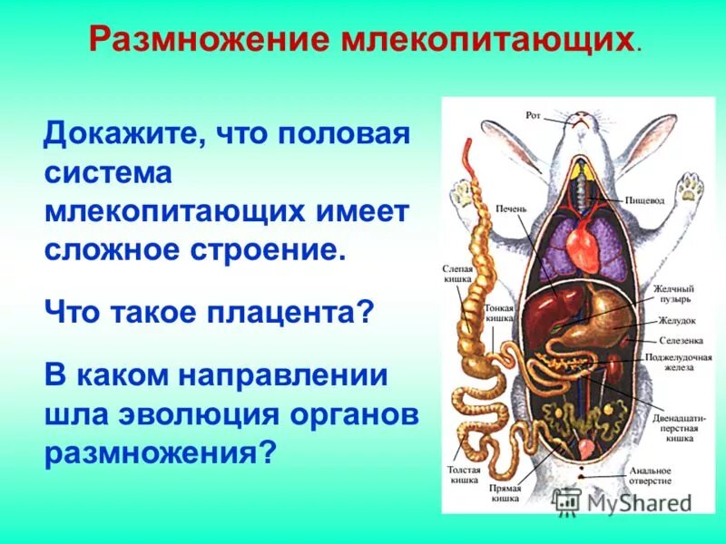 Мочеполовая система кота анатомия. Строение выделительной системы млекопитающих. Строение органов мочевыделительной системы у животных. Репродуктивная система млекопитающих схема. Репродуктивная система млекопитающих кратко.