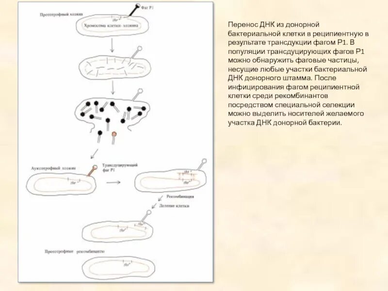Форма днк бактерий. ДНК В бактериальной клетке. ДНК микробной клетки. Методы переноса ДНК В реципиентные клетки. Интегрированная ДНК бактериофага в ДНК бактериальной клетки - это.