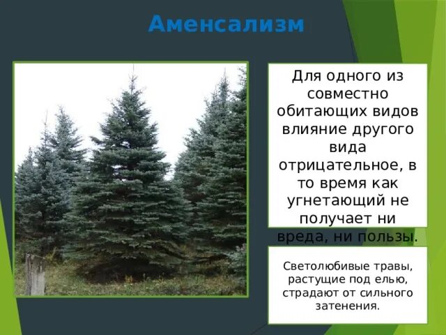 Ель является основным доминирующим видом. Аменсализм. трава растущая под елью. светолюбивые растения под елью.