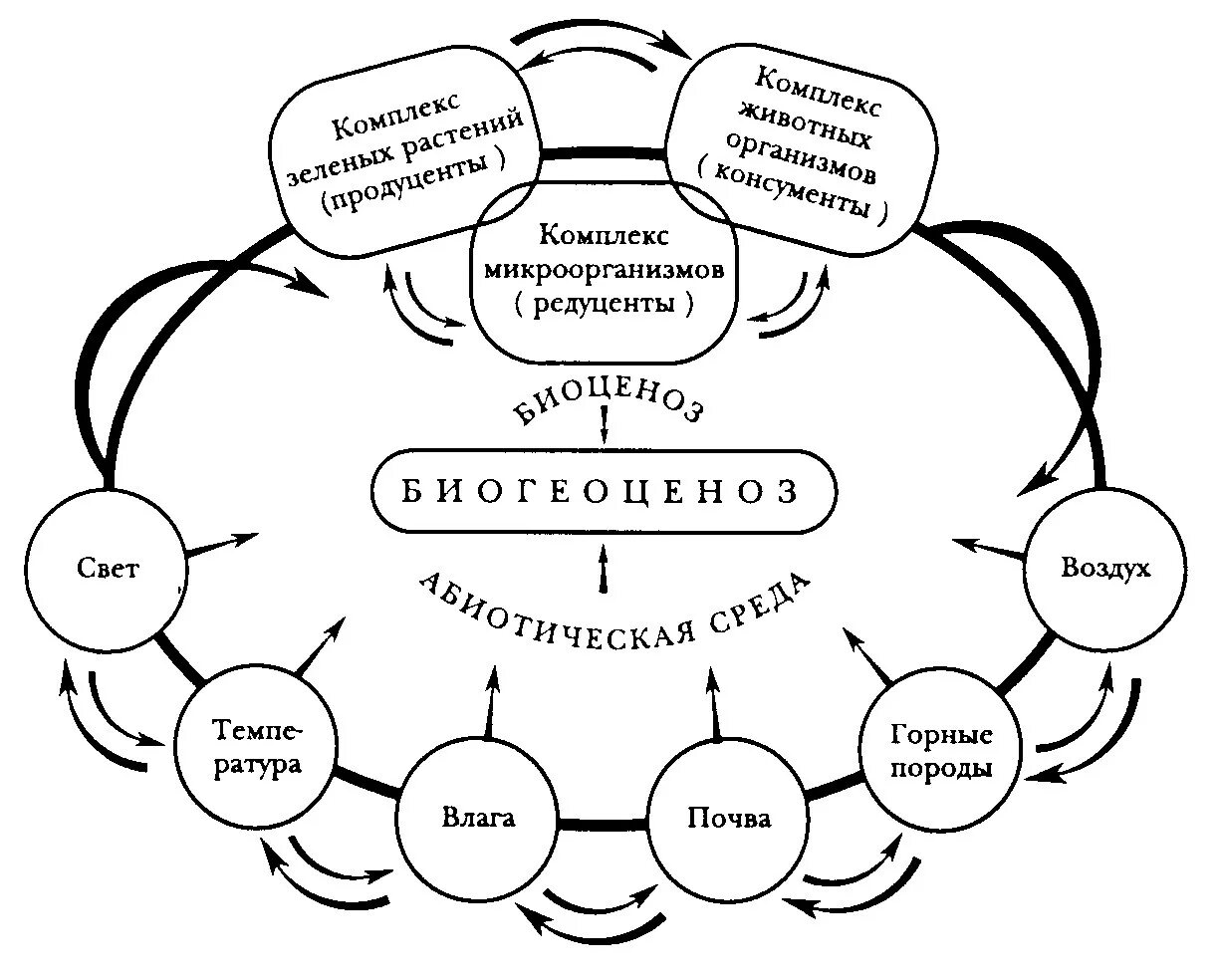 Экосистемы 11 класс биология конспект. Биогеоценоз интеллект карта. Интеллект карта экосистемы биология. Схема биогеоценоза и экосистемы. Экосистема структура экосистемы.