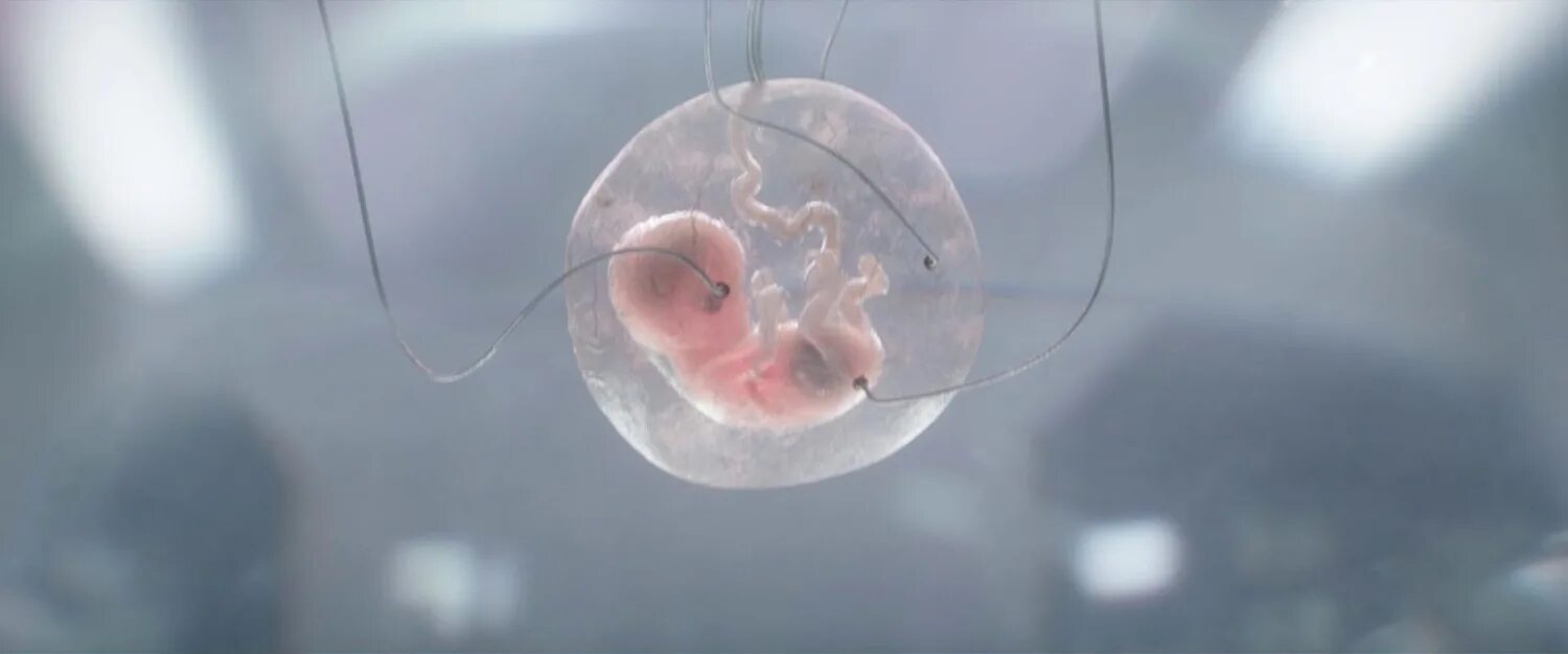 Сердце на 8 недели беременности. Зигота эмбрион. Эмбрионы отличного качества. 4вв качество эмбриона. Эмбрион бластоциста.