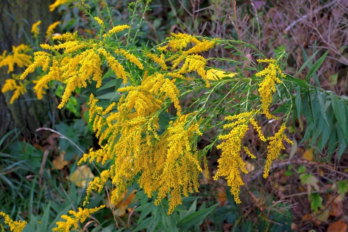 Фото золотарника. Золотарник канадский (solidago canadensis l. Золотарник гибридный солидаго. Золотарник солидаго. Золотарникобыкновкнный.