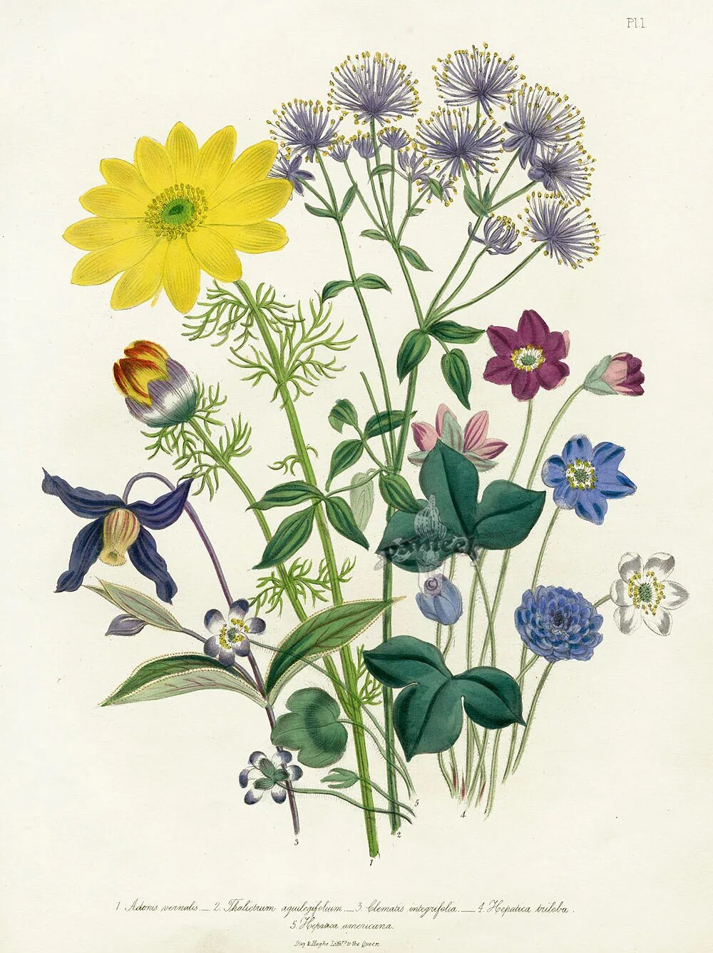 Ботанические растения. Florals iii jane loudon. старинные ботанические принты. лекарственные растения ботаника. ботанические иллюстрации травы.