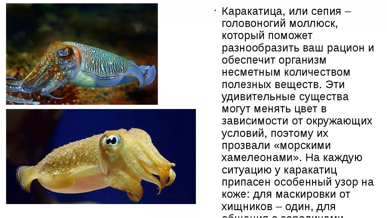 Тактика защиты морских животных islam.ru