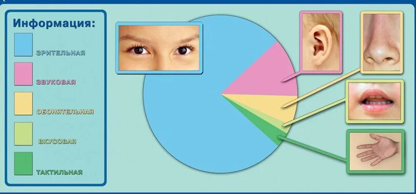 Органы чувств воспринимают информацию. Восприятие информации. Восприятие информации человеком. Человек воспринимает информацию. Органы восприятия информации.