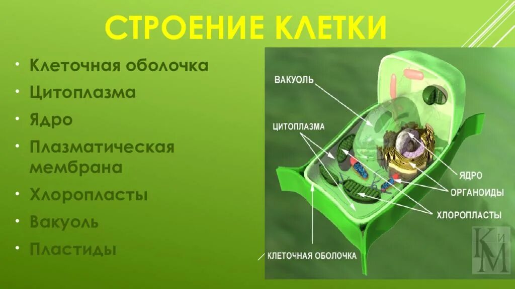 Какую функцию выполняет цитоплазма мембрана. Ядро цитоплазма мембрана вакуоль хлоропласты. строение клетки ядро ядрышко цитоплазма хлоропласты. клетка ядро цитоплазма мембрана. вакуоли ядро клеточная стенка хлоропласты.