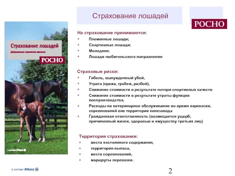 Содержание коней. Лошади в страховании. страховка от лошадей. воспроизводство лошадей. содержание лошадей.