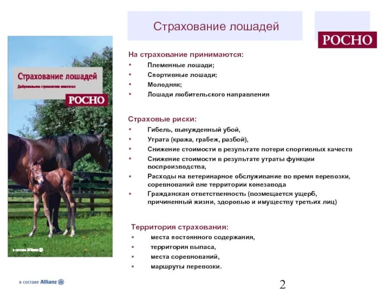 Сколько содержать лошадь. Страхование лошадей. Содержание лошадей. Страховка от лошадей. Воспроизводство лошадей.