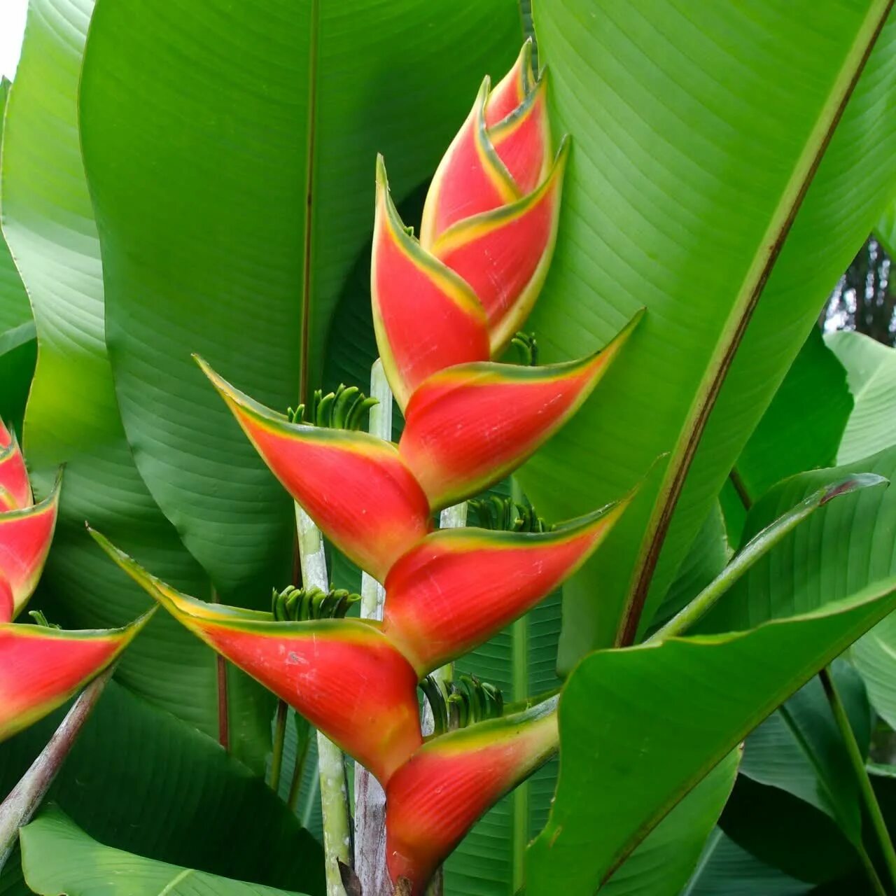 Стрелиция Геликония. Геликония Тропикал. Геликония индийская (Heliconia Indica). Цветок туфелька Геликония.