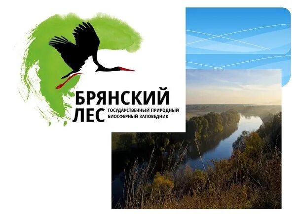 Государственный природный биосферный заповедник брянский лес