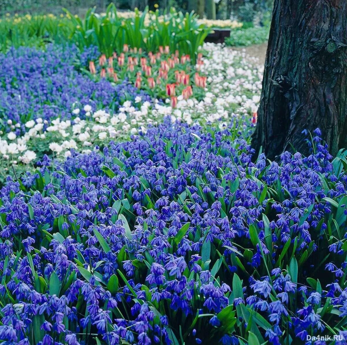 Фото самых ранних цветов. Мускари Сцилла Сибирская. Пролеска Сибирская Scilla Siberica. Крокусы, пушкиния, Сцилла. Пролеска Сцилла.