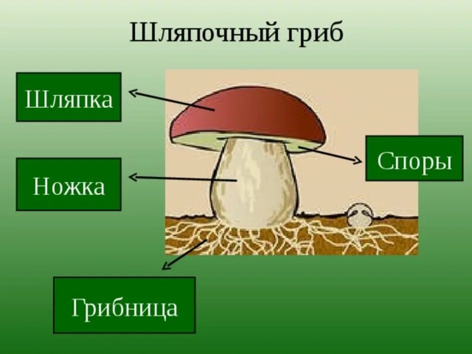 Главная часть любого гриба. Схема плодовое тело шляпочного гриба. Грибы части шляпочного гриба. Грибы строение шляпочных грибов. Шляпочные грибы шляпки.