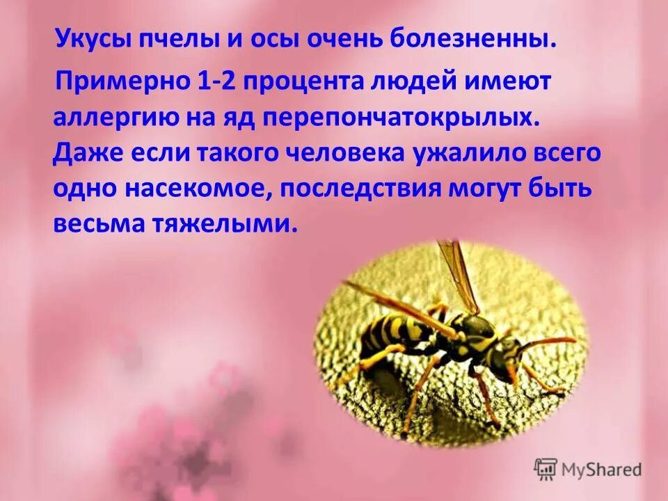 Важные сведения о пчелах. Сообщение о осах. Доклад о пчелах. Оса описание. Важная информация о пчелах 2