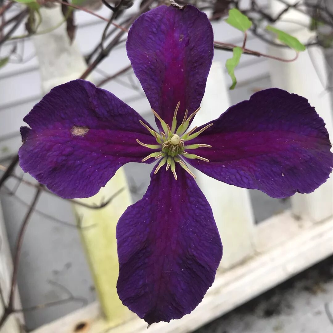 Сорт клематиса жакмана. Клематис jackmanii purpurea. клематис жакмана. клематис жакмани пурпуреа. клематис жакмана пурпуреа (jackmanii.