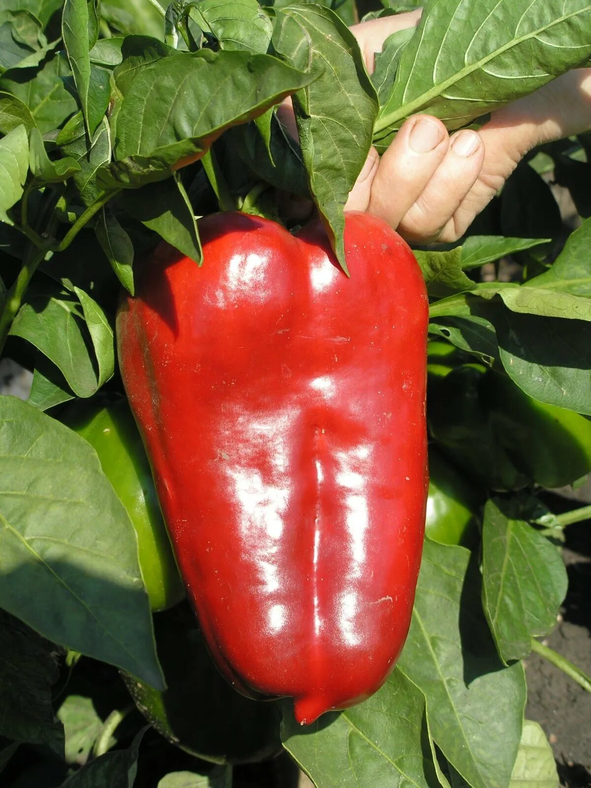 Лучшие сорта перцев