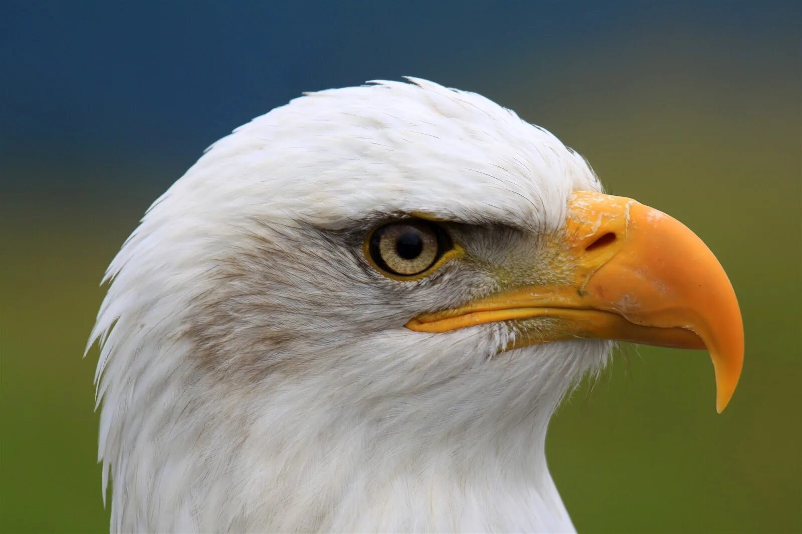 Глаза хищных птиц. Eagle eye. Eagle eye memes. Eagle eyes png. Eagle eye vector.