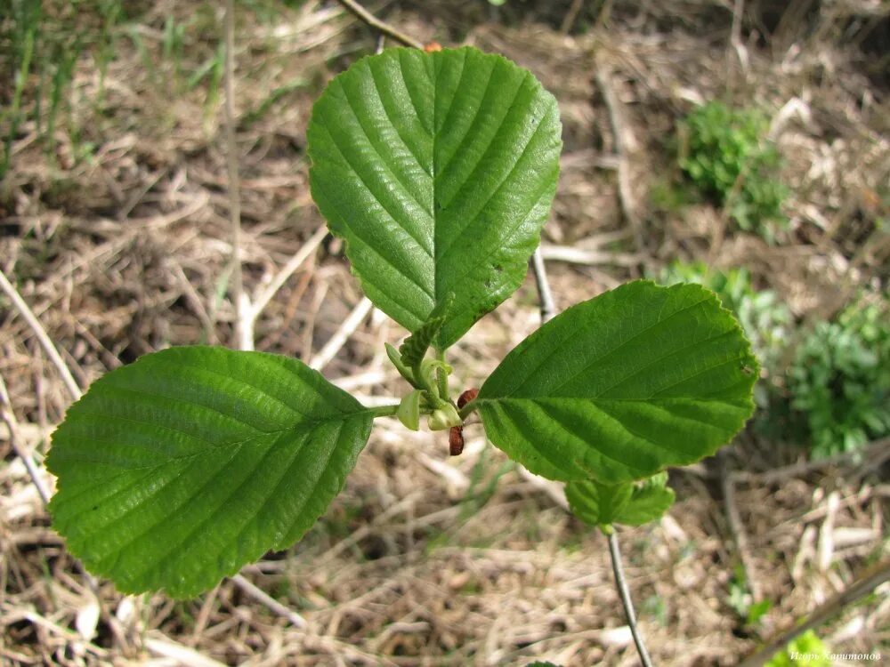 Ольха волосистая. Alnus glutinosa. Ольха бородатая. Ольха черная листья.