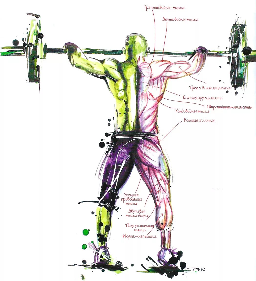 Анатомия и йога. Какие мышцы работают при ударе. Анатомия силовых упражнений фредерик делавье руки. Какие мышцы работают при ударе. Рывок какие мышцы работают.