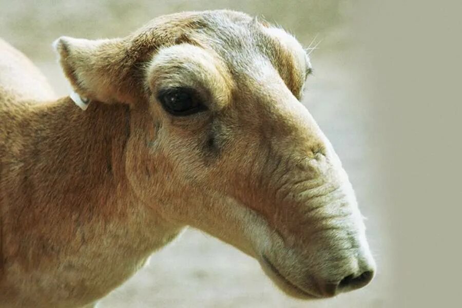 Белобрюхий тапир. Сайга (сайгак). Крупное парнокопытное млекопитающее со смешным носом. Парнокопытные сайгак. Кабанчик тапир.