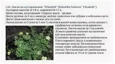 Когда обрезать лапчатку кустарниковую