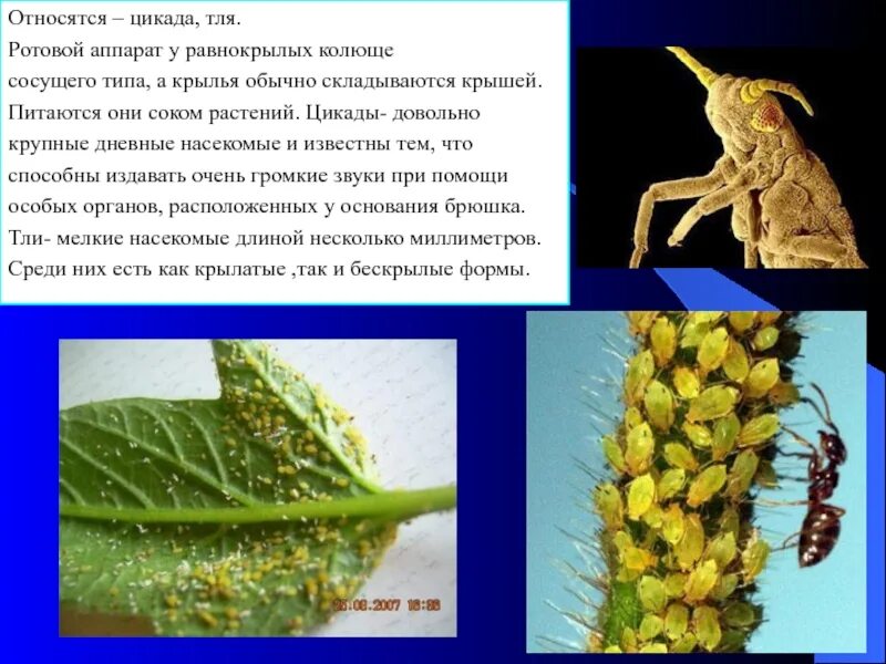 К какому отряду относится цикада равнокрылые. Отряд равнокрылые тля. равнокрылые раздельнополые. равнокрылые насекомые характеристика. равнокрылые тля.
