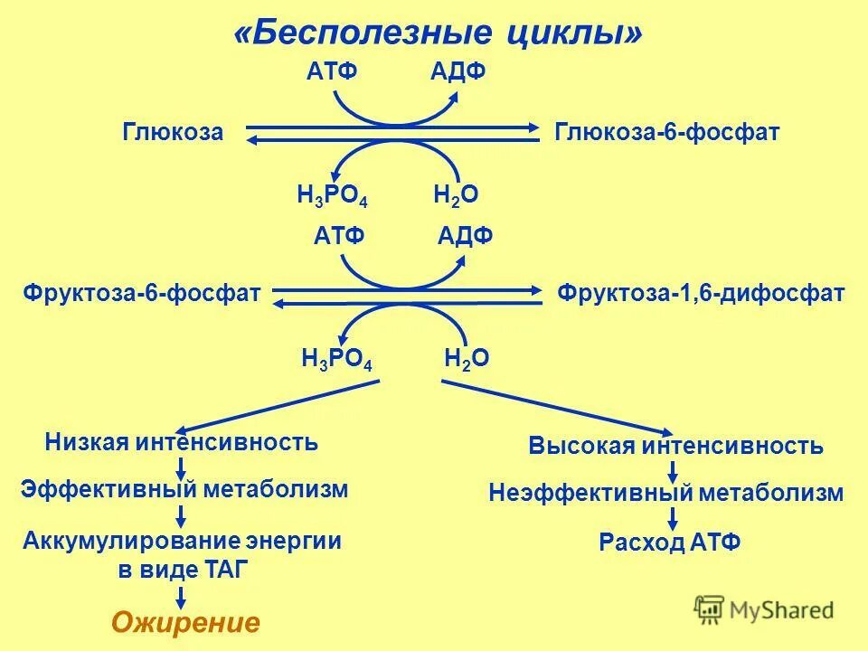 Атф глюкоза адф