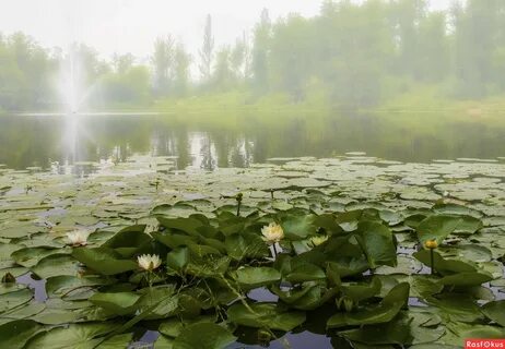 Речка кувшинка