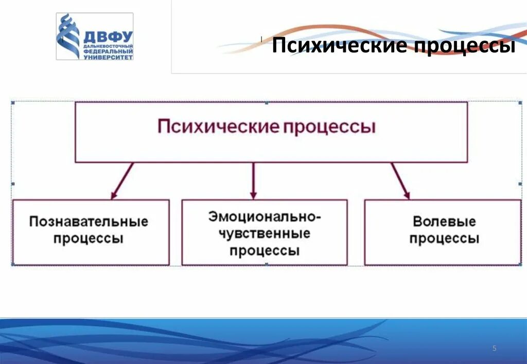 Психические процессы. Эмоциональные психические процессы. Психические процессы в психологии. Познавательные психические процессы. Психические процессы кратко