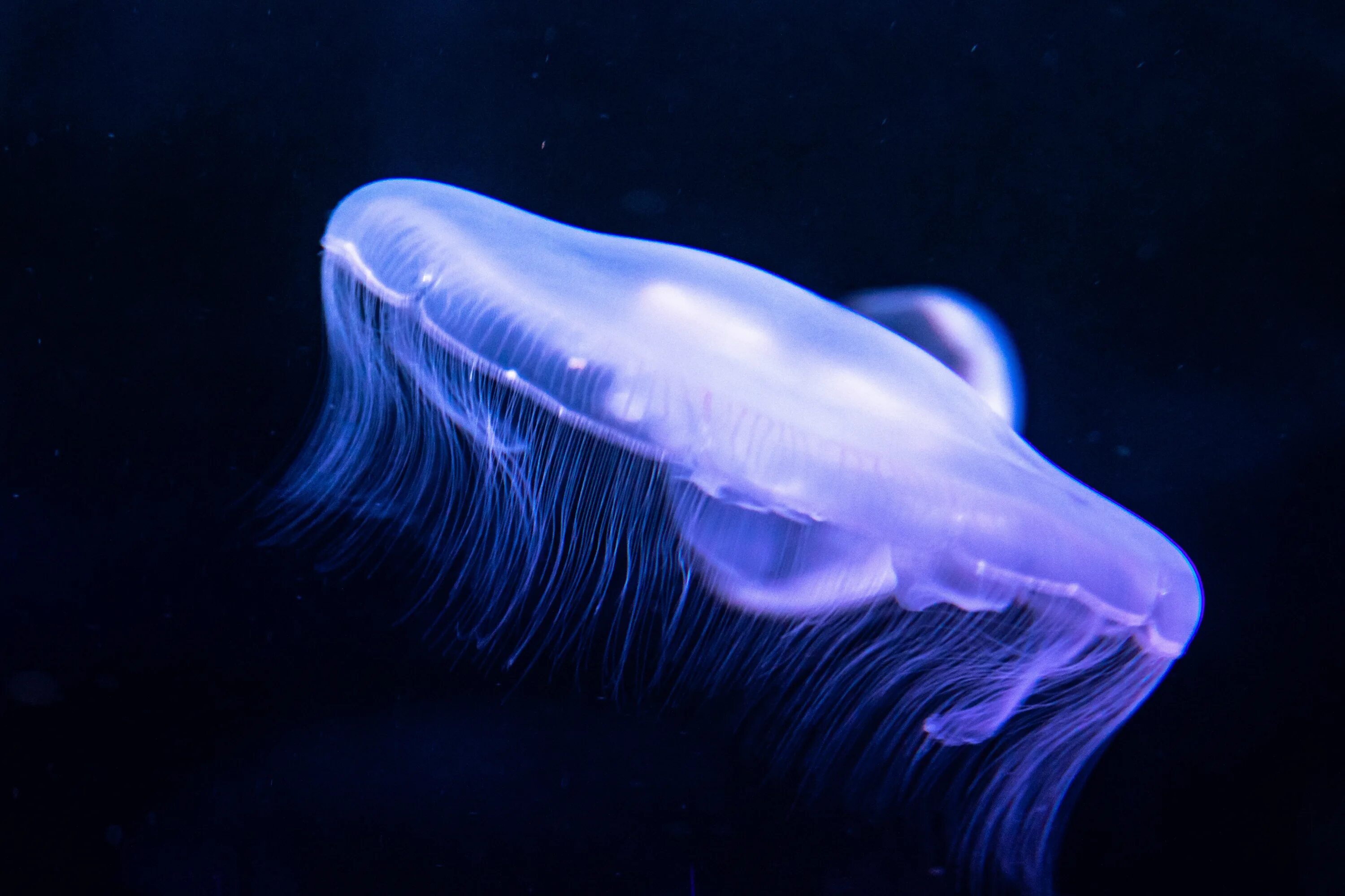Биолюминесценция медузы. Биолюминесценция кальмар. Биолюминесценция удильщик. Медуза Туритопсис нутрикула.