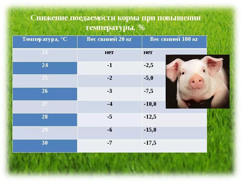 Лидером по поголовью свиней является. Лидером по поголовью свиней является
