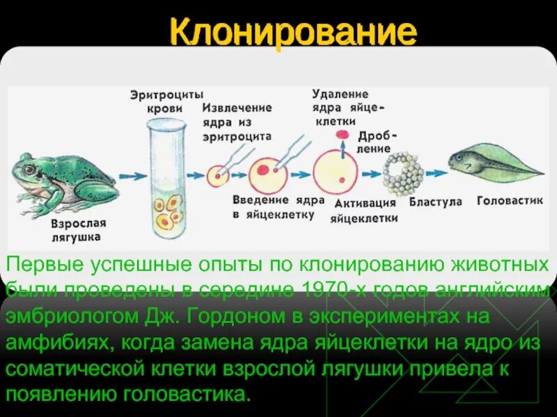 Методы клеточной инженерии в биотехнологии. Клонирование в биотехнологии. Клонирование растений и животных. Клеточная инженерия клонирование животных. Клонирование схема биология.