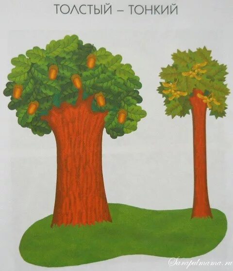 И толще во вторых. Толстый и тонкий. Толстое и тонкое дерево. Сравниваем деревья.