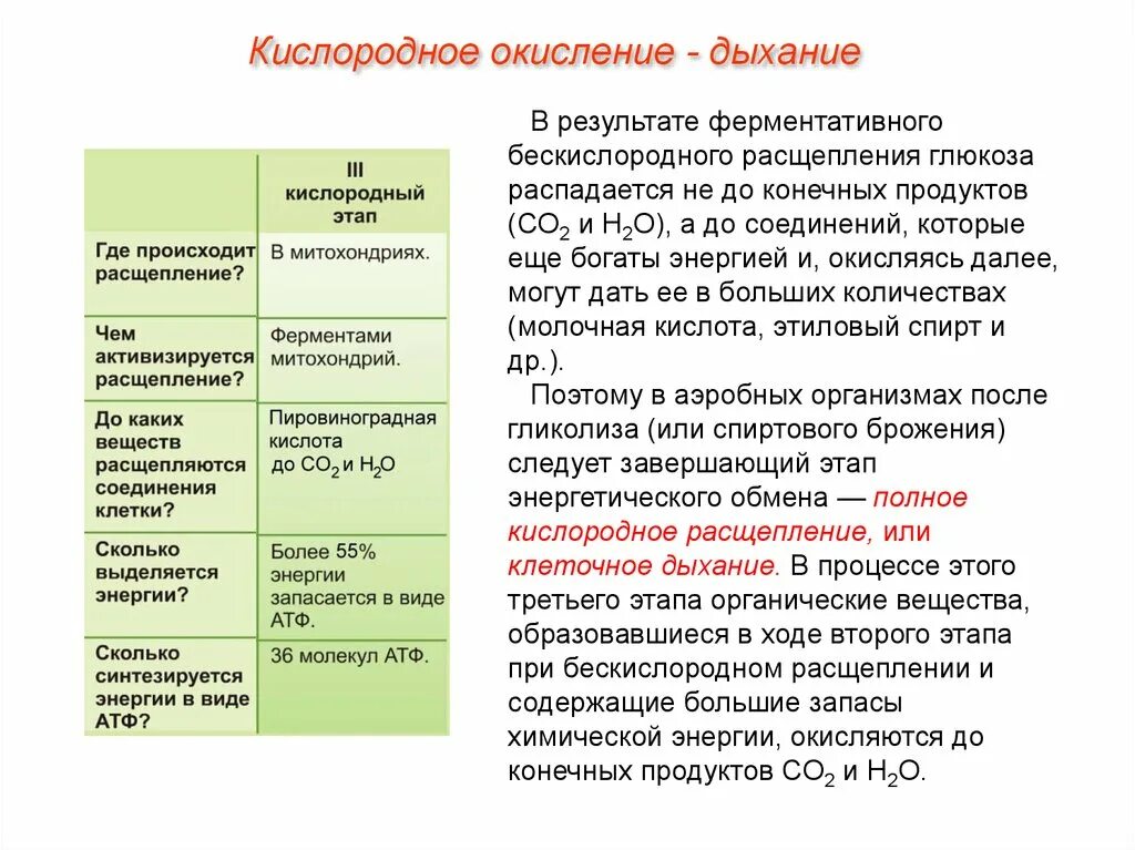 Где происходят этапы энергетического обмена. Процессы энергетического обмена. Этапы энергетического обмена гликолиз и окисление Глюкозы. Этапы энергетического обмена веществ. Аэробный этап энергетического обмена процессы.