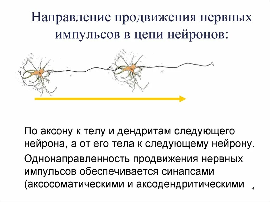 Импульсов действие нервного импульса. Направление нервного импульса. направление нервного импульса по аксону. нейрон направление нервного импульса. нервный импульс по аксону :.
