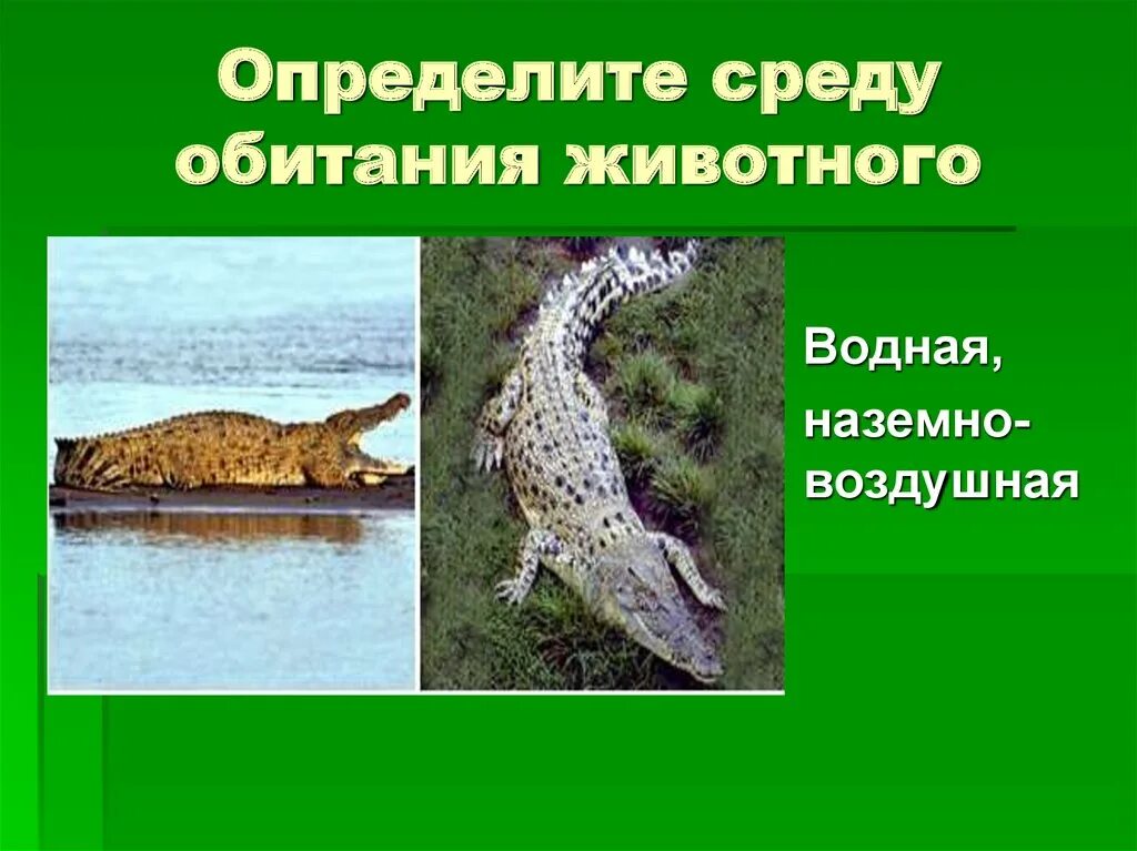 Определите среду обитания водных