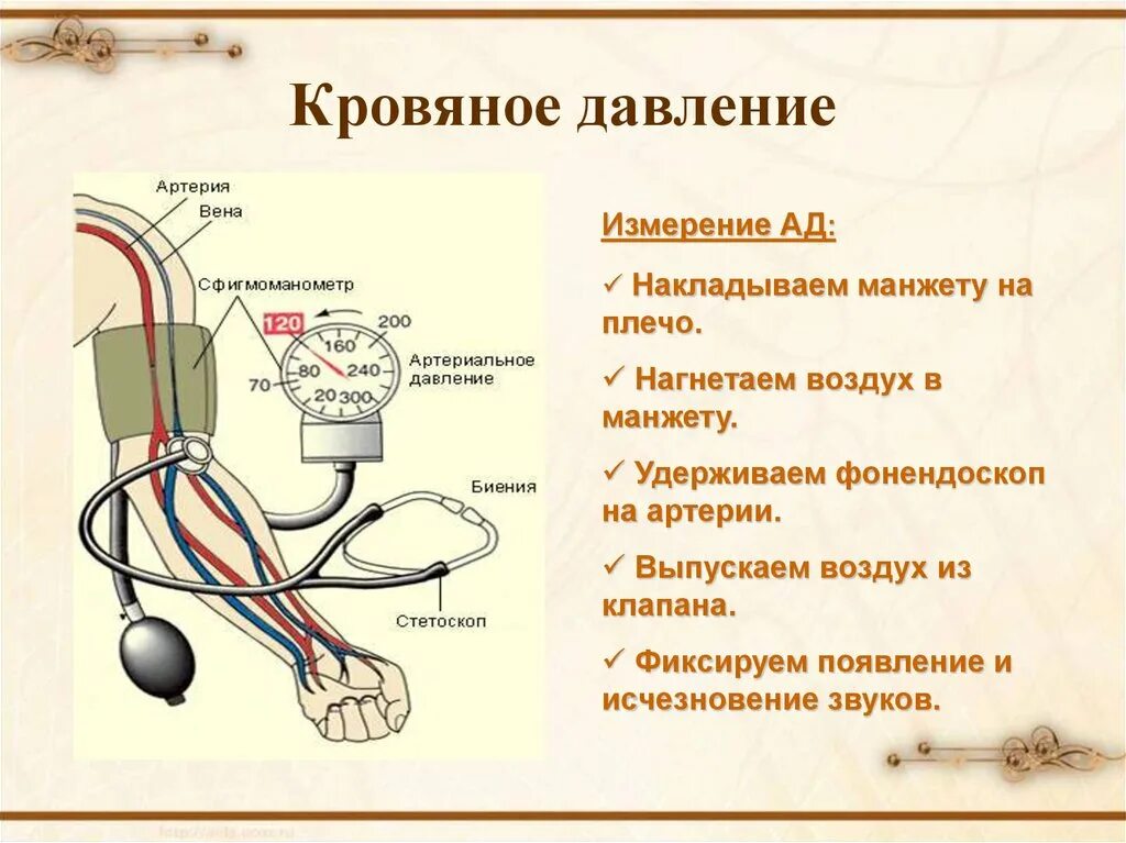 Измерение артериального давления механическим тонометром. При измерении артериального давления манжету накладывают. Этапы измерения кровяного давления с помощью тонометра. Измерение ад механическим тонометром алгоритм. При измерении артериального давления манжета накладывается на.