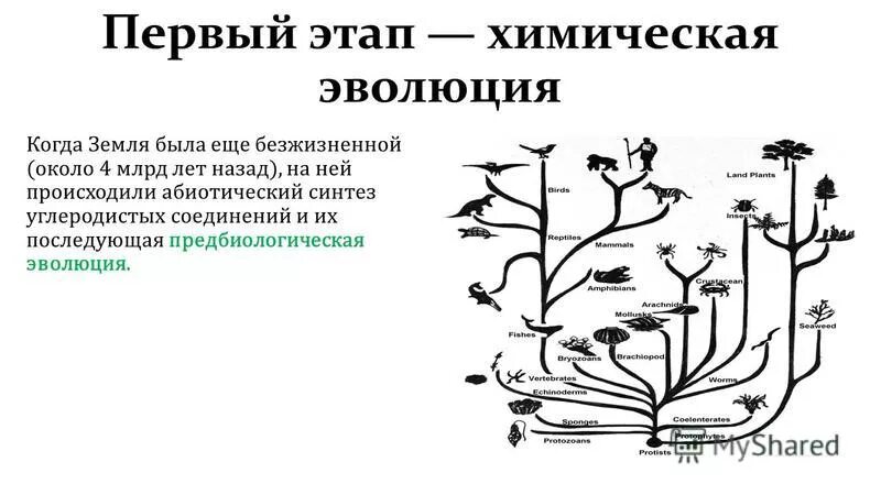 Последовательность этапов биохимической эволюции