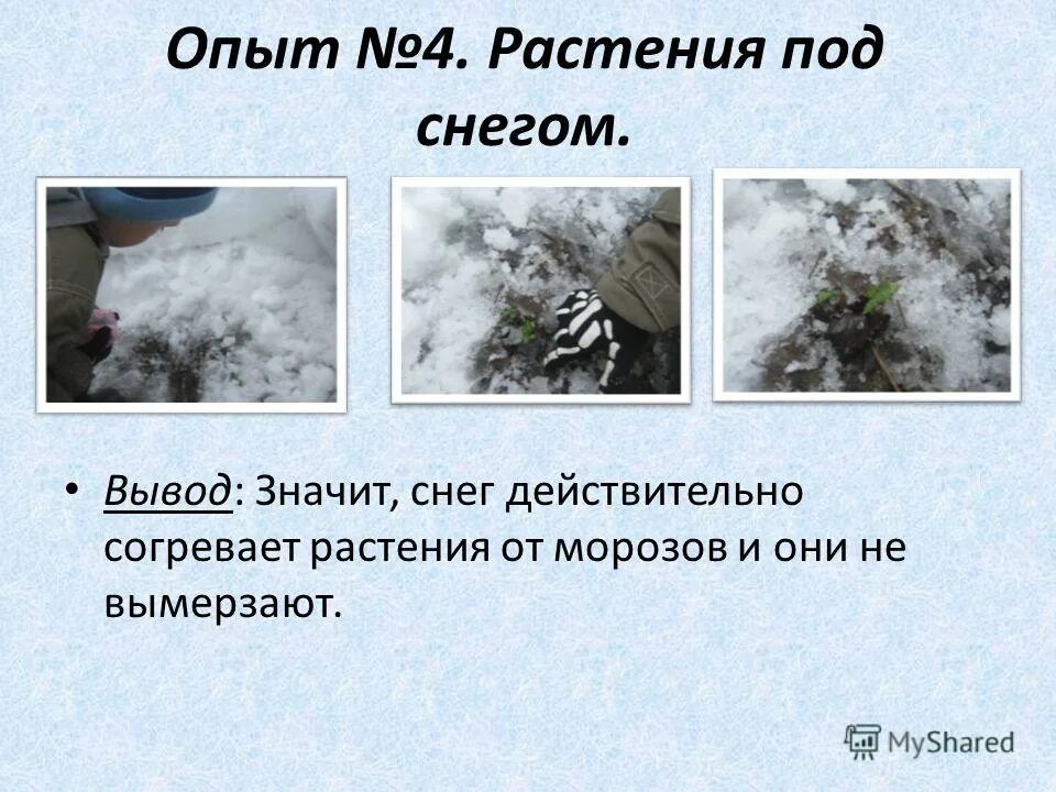 Презентация на тему снег опыты. Почему снег греет. Таяния снега эксперимент. Опыт таяние снега. В сугробе тепло основная мысль