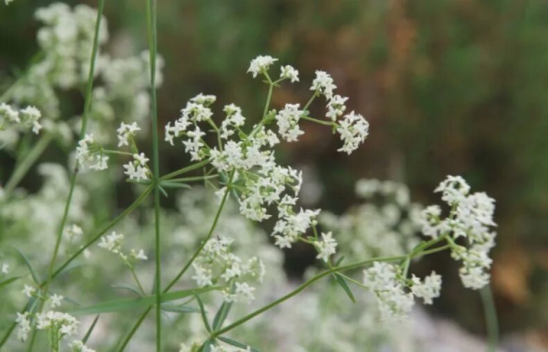 Трава кашка. Подмаренник (Галиум). Цветок подмаренник Северный. Подмаренник (Galium Verum). Цветы кашка - подмаренник.